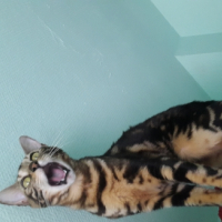Photo #267594 de Nala