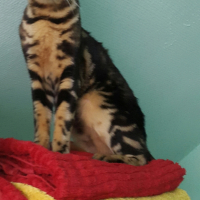 Photo #267595 de Nala