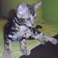 Photo #267601 de Nala