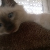 Photo de l'animal n°38992
