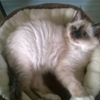 Photo de l'animal n°38992