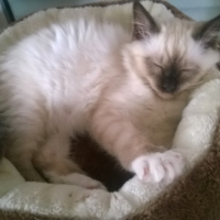 Photo de l'animal n°38992