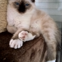 Photo de l'animal n°38992