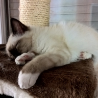 Photo de l'animal n°38992