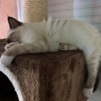 Photo de l'animal n°38992