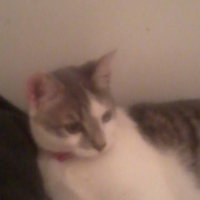 Photo #267612 de blackou