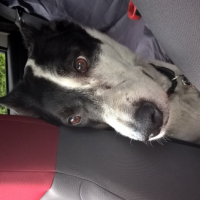 Photo #267623 de Fidjie