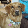 Photo de l'animal n°39006