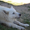 Photo de l'animal n°39009