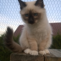 Photo de l'animal n°38992
