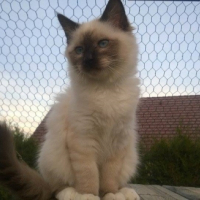 Photo de l'animal n°38992