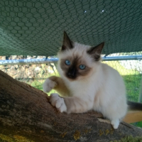 Photo de l'animal n°38992