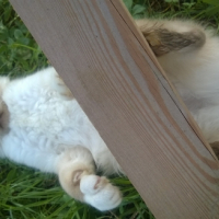 Photo de l'animal n°38992