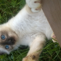 Photo de l'animal n°38992