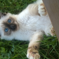 Photo de l'animal n°38992