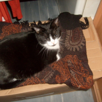 Photo #267747 de Lapie