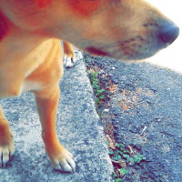 Photo #267777 de Coco
