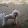 Photo de l'animal n°39046