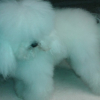 Photo de l'animal n°39046
