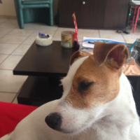 Photo #267867 de Jaya 