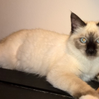 Photo de l'animal n°38992