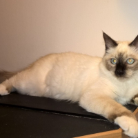 Photo de l'animal n°38992
