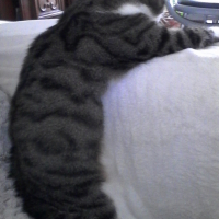 Photo #267921 de Framboise 