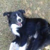 Photo de l'animal n°39092