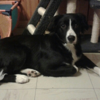 Photo #267957 de Jooky