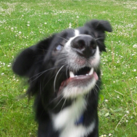 Photo #267958 de Jooky