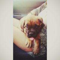 Photo #267995 de Shadow 