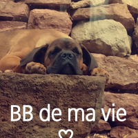 Photo #267998 de Shadow 