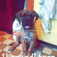 Photo #267999 de Shadow 