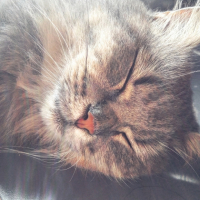 Photo #268006 de Champomy 