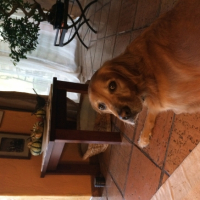 Photo #268091 de Elvis 