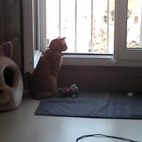 Photo #268093 de ti coeur 