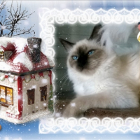 Photo de l'animal n°38992