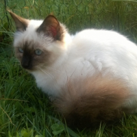Photo de l'animal n°38992