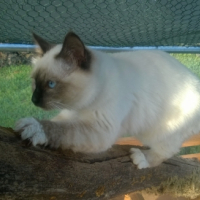 Photo de l'animal n°38992