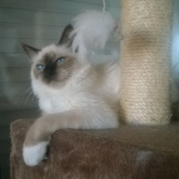Photo de l'animal n°38992