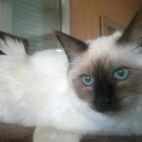 Photo de l'animal n°38992