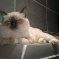 Photo de l'animal n°38992