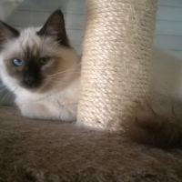 Photo de l'animal n°38992
