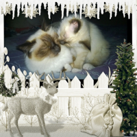 Photo de l'animal n°38992