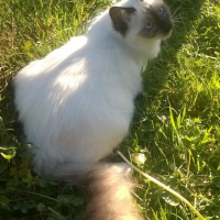Photo de l'animal n°38992