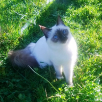 Photo de l'animal n°38992