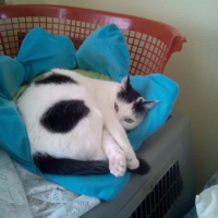 Photo #268232 de Gaïa