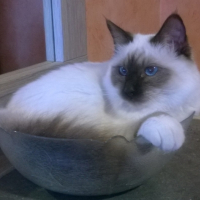 Photo de l'animal n°38992
