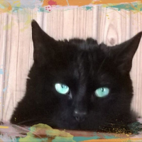 Photo de l'animal n°39190