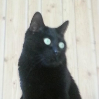 Photo de l'animal n°39190